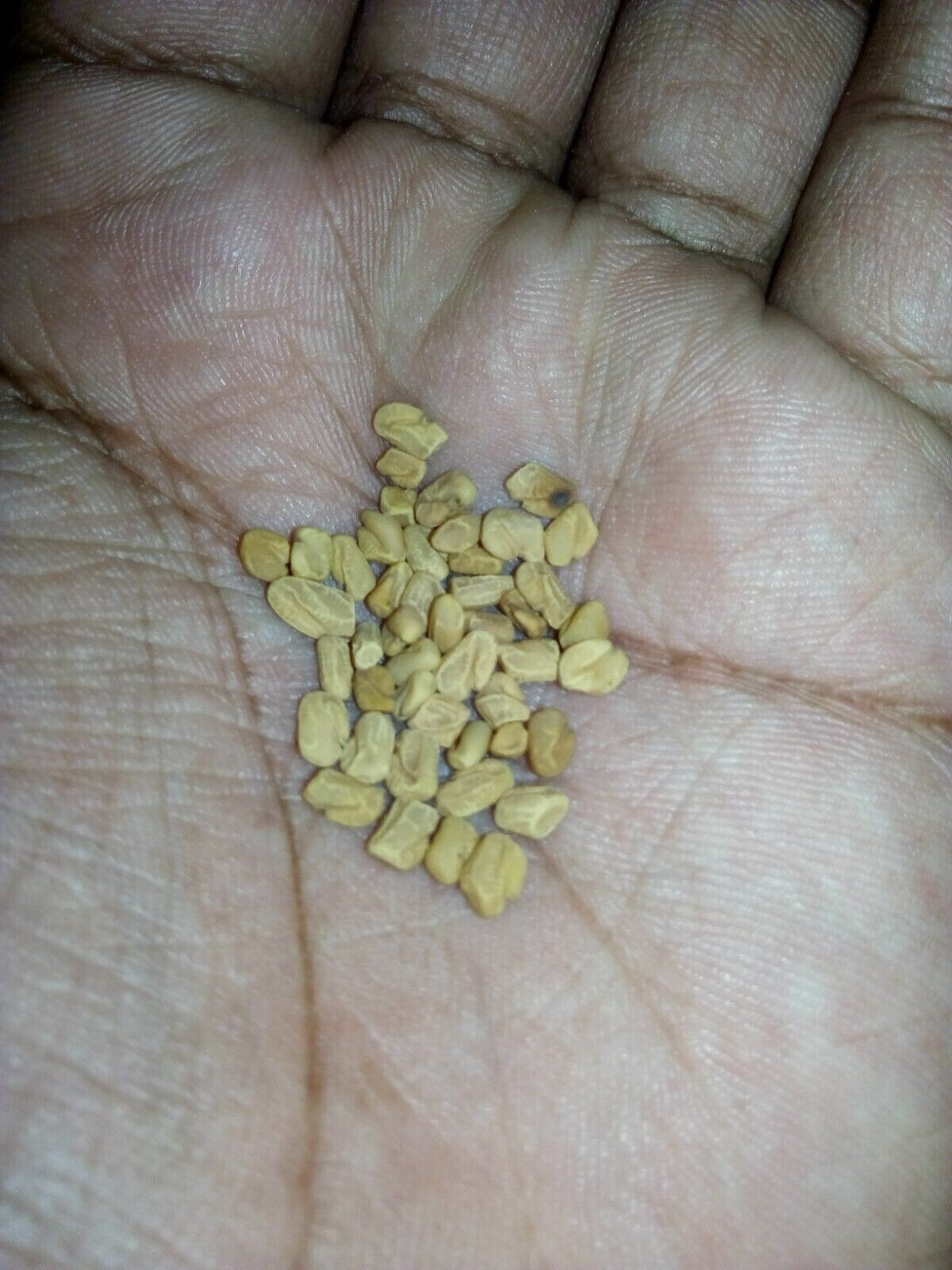 Fenugreek Seeds Trigonella Foenum Graecum Fenogreeco, Pure Medicinal SL