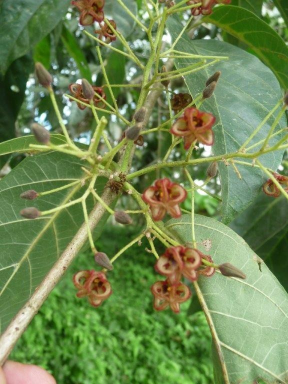 Sterculia balanghas Panama Tree Dried Plant Nawa Ceylon wild Herbs 3.5-26.5oz