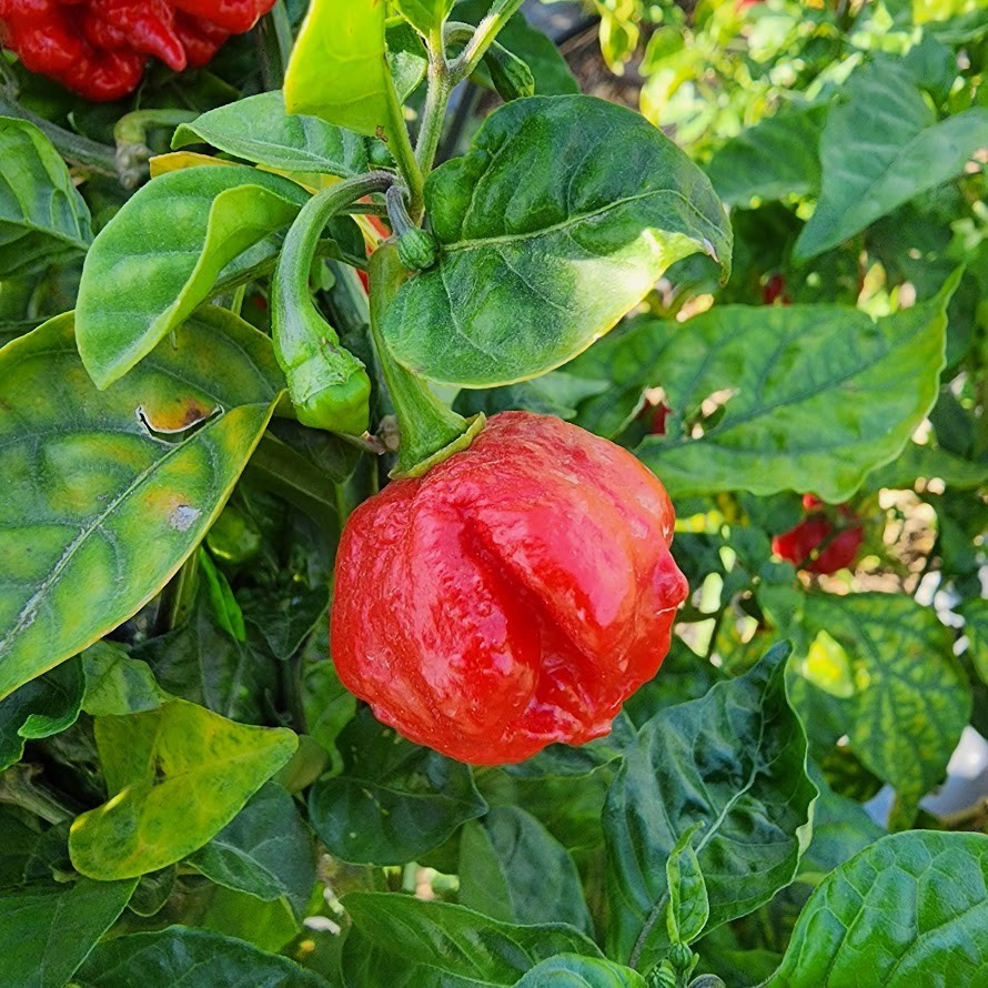 Carolina Reaper & Trinidad Scorpion Pepper Flakes | 1,000,000+ SHU |Free Ship