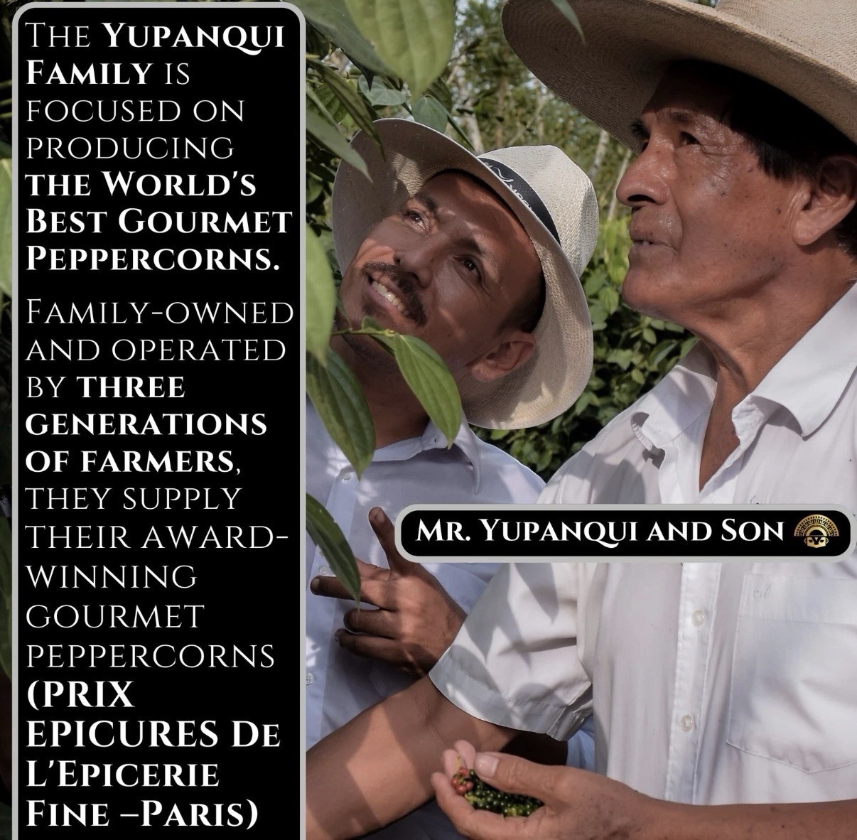 Organic Black Peppercorns for Grinder Refill Award-Winning Organic Black Pepp…