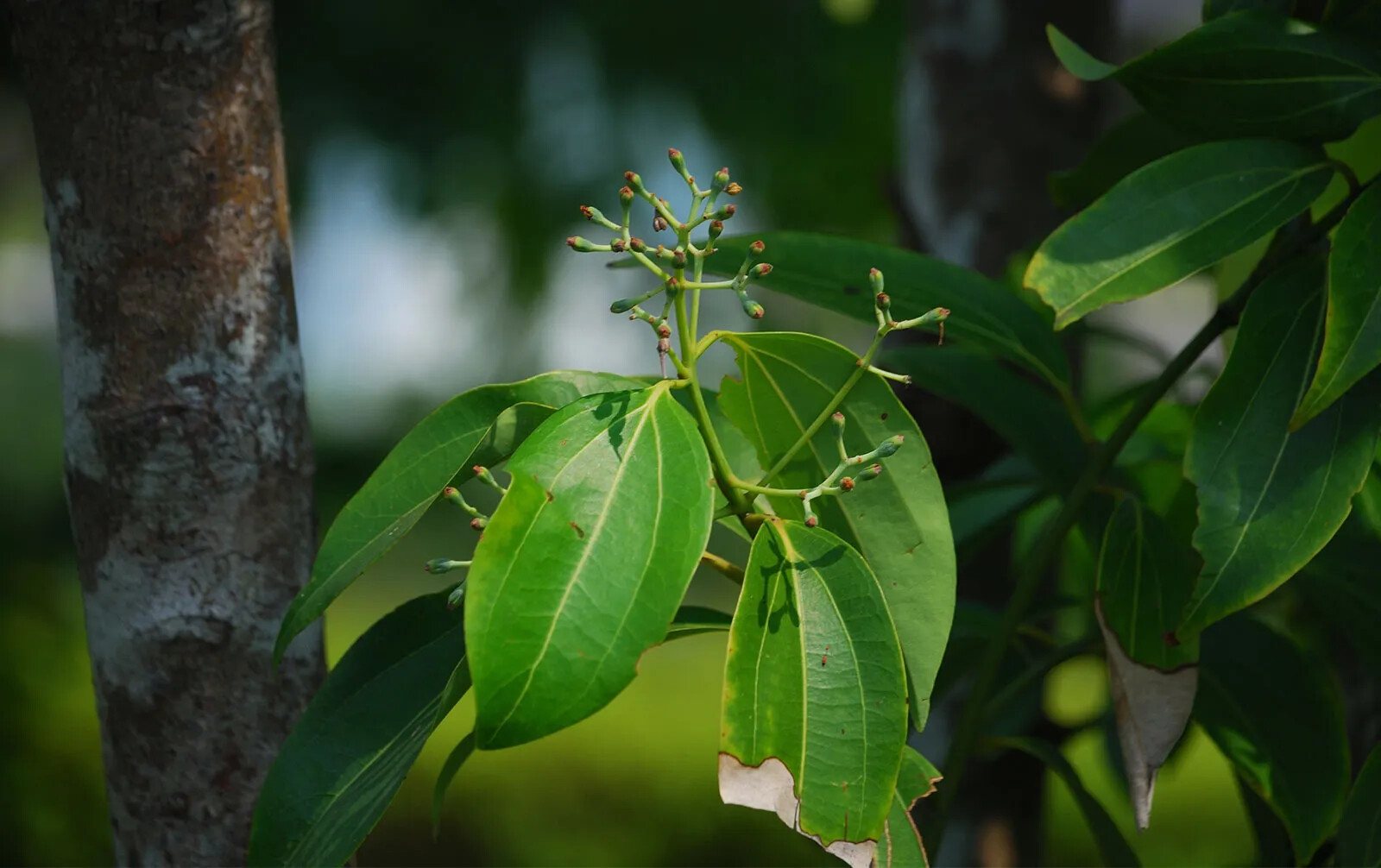Ceylon Cinnamon