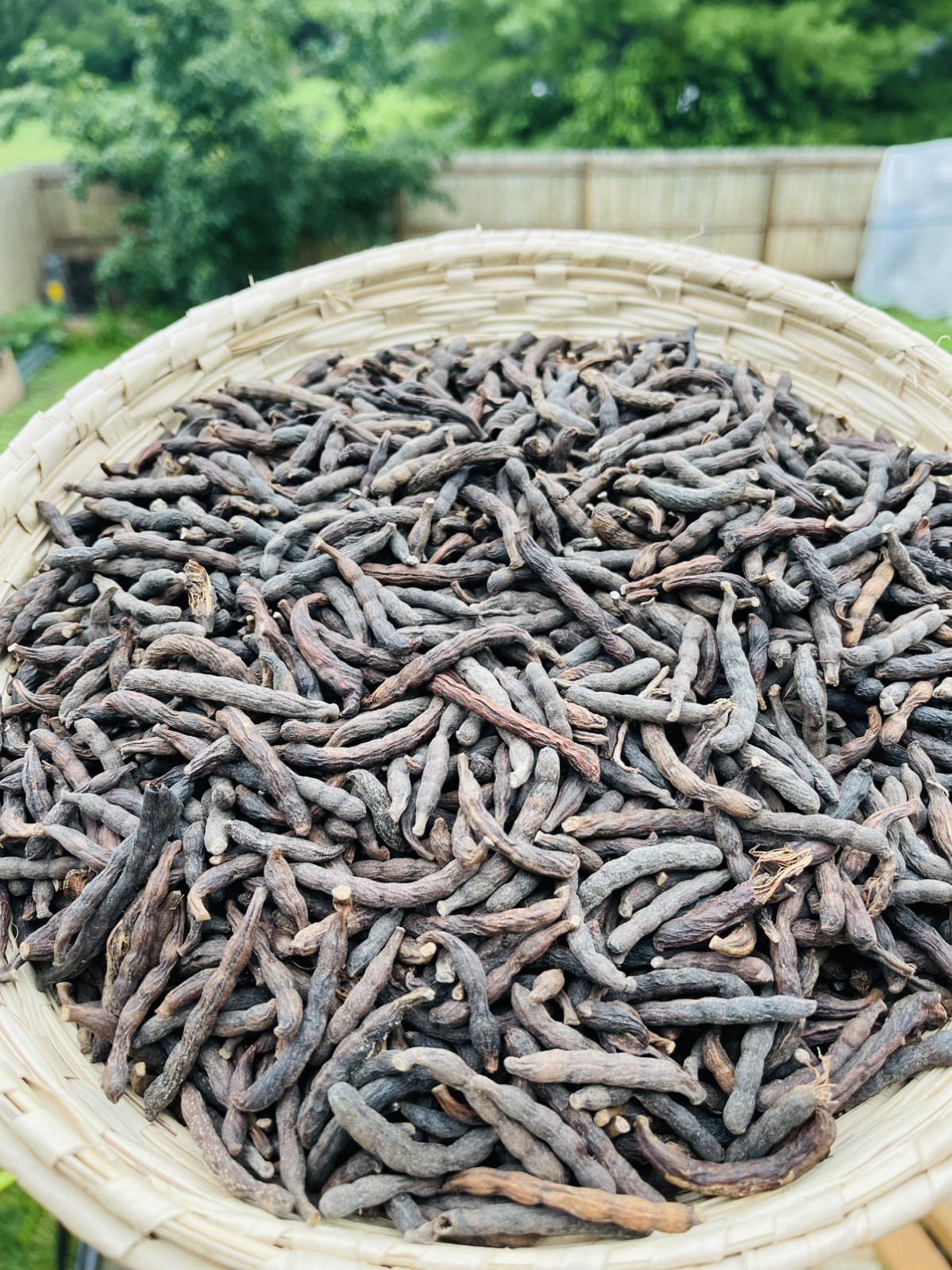 Selim pepper,African dry pepper,Uda,Ganifin,Xylopia Aethiopica,Negro peppe 4oz