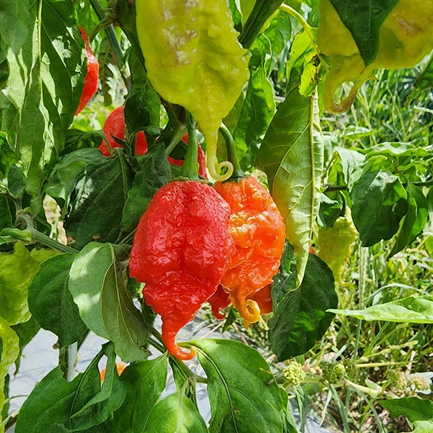 Carolina Reaper & Trinidad Scorpion Pepper Flakes | 1,000,000+ SHU |Free Ship