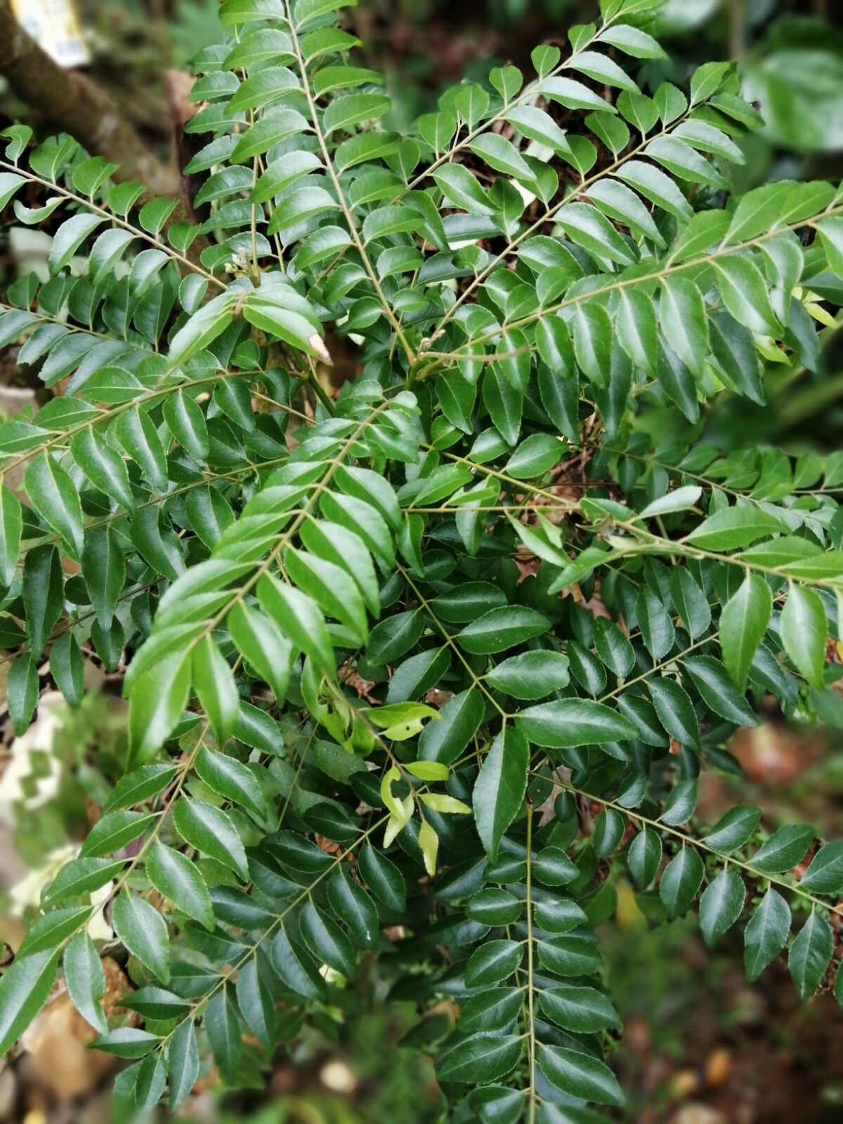 Ceylon Dried Organic Fresh Curry Leaves 100% Natural Product 100g Free Shipping