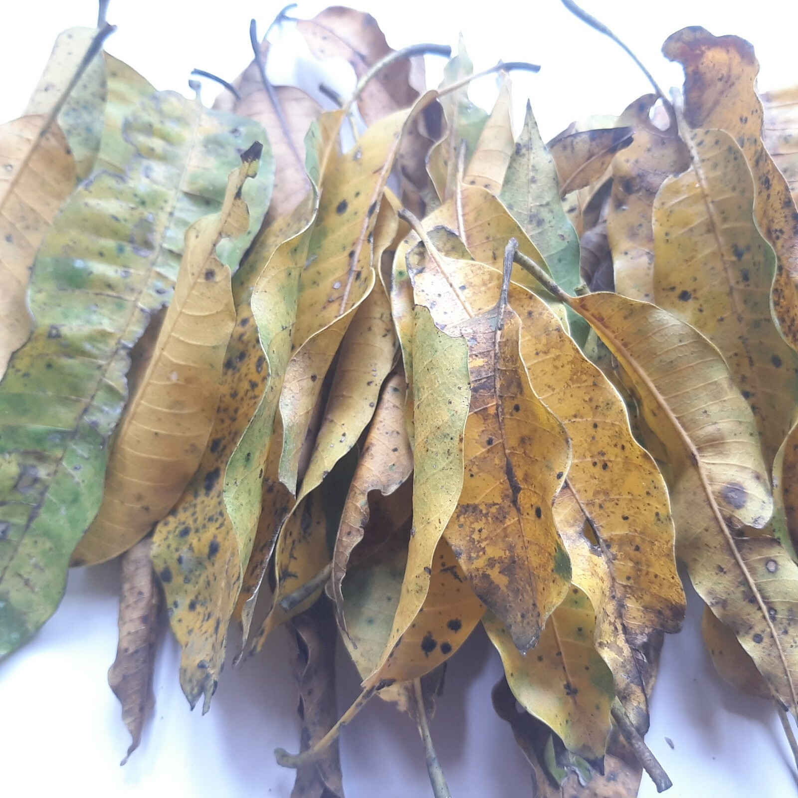 Ceylon Dried Mango Leaves Organic Fresh Medicine Tea Herbal 100% Free Shipping