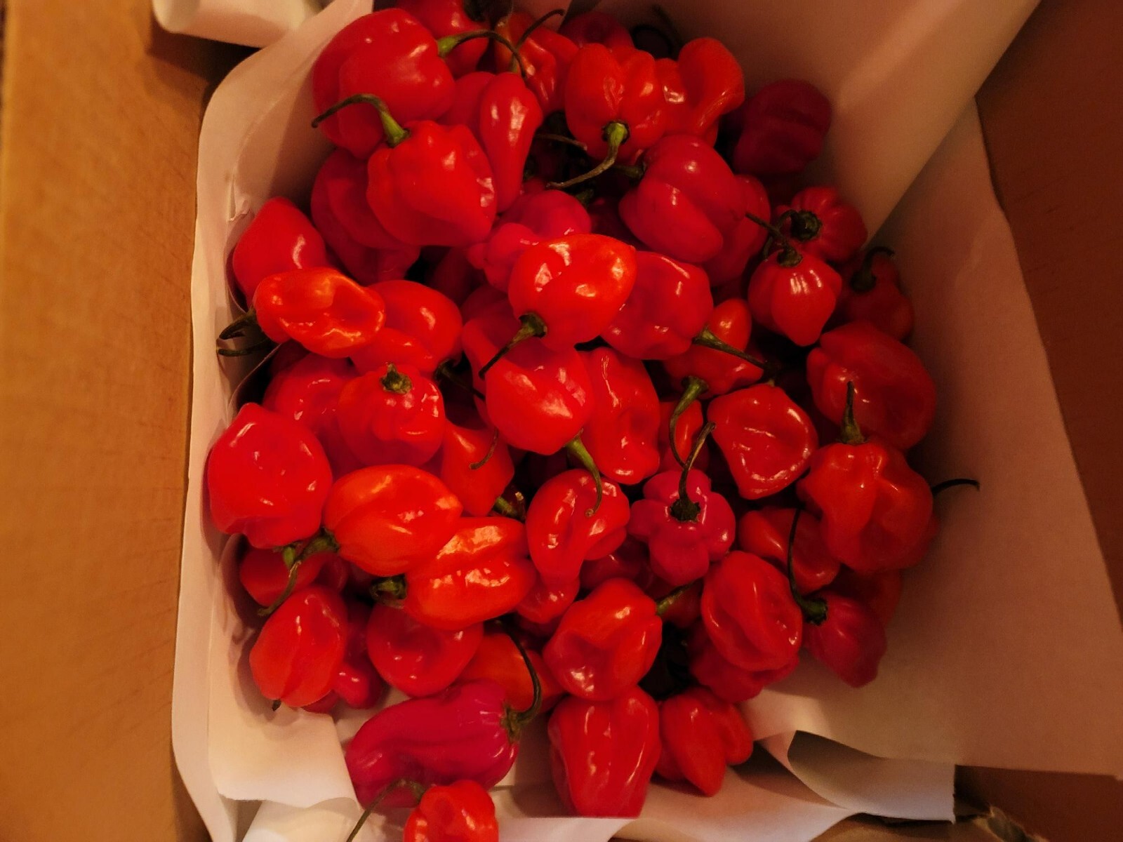 3 Pound Fresh Red Habanero Chili Peppers