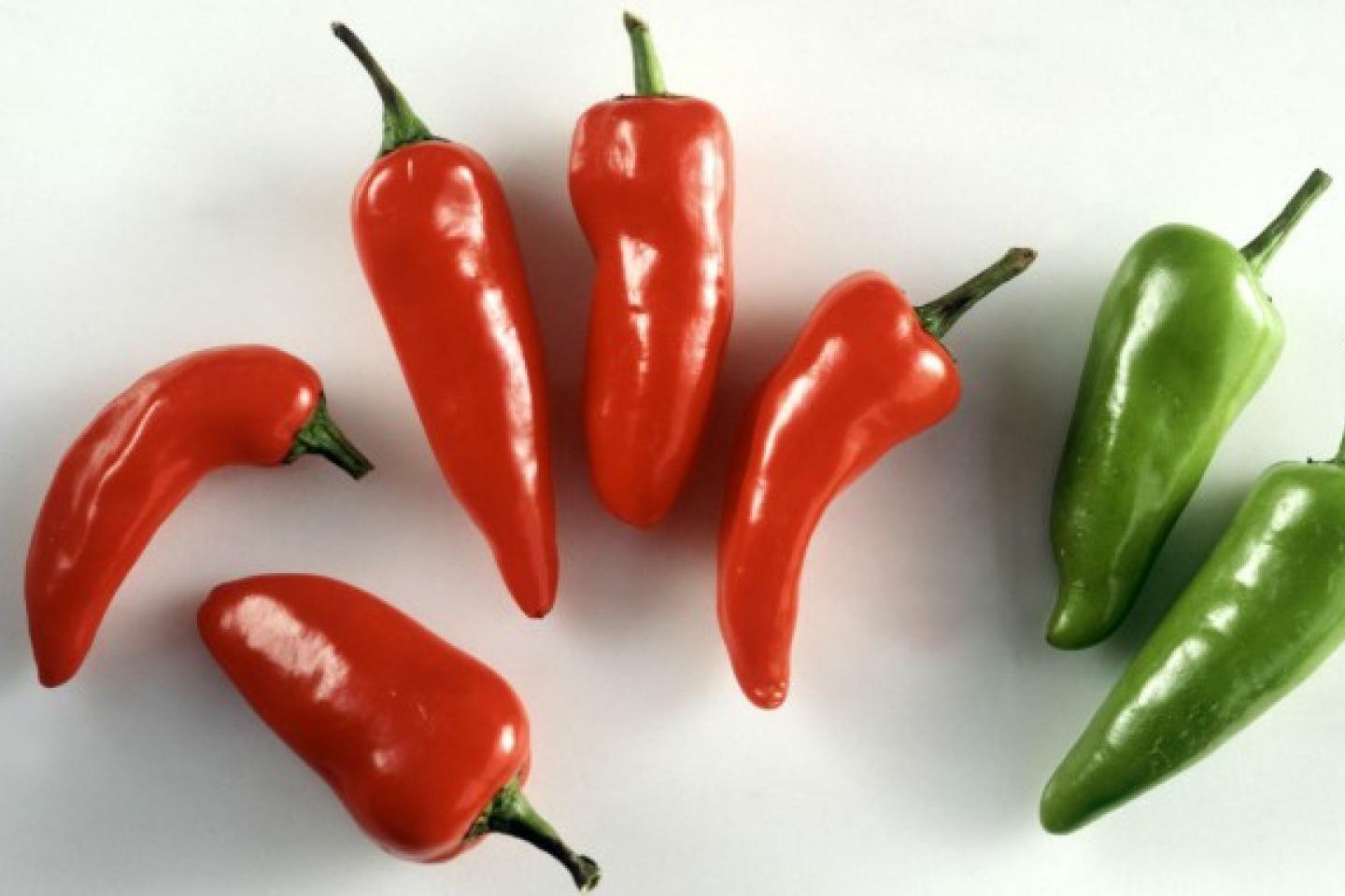 Hot Red Jalapeno Pepper Powder 0.5 OZ (14 g) – Be Careful