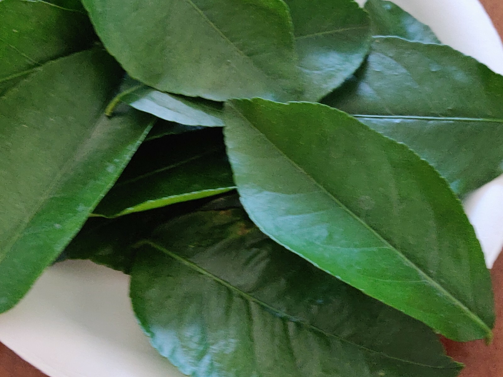 100 HOJAS DE LIMON ORGANICAS FRESCAS 100 FRESH ORGANIC LEMON LEAVES