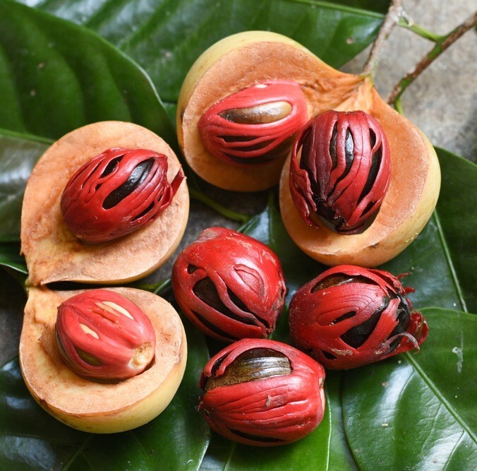 Nutmeg Mace Organic Dried Spices Premium Quality Ceylon Whole Myristica Fragrant