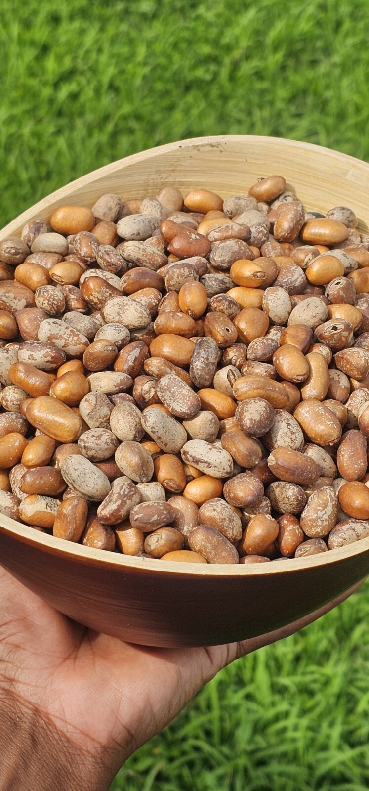 ORGANIC AFRICAN NUTMEG, EHURU, CALABASH NUTMEG, EHIRI, EFURE, MONODORA MYRISTICA