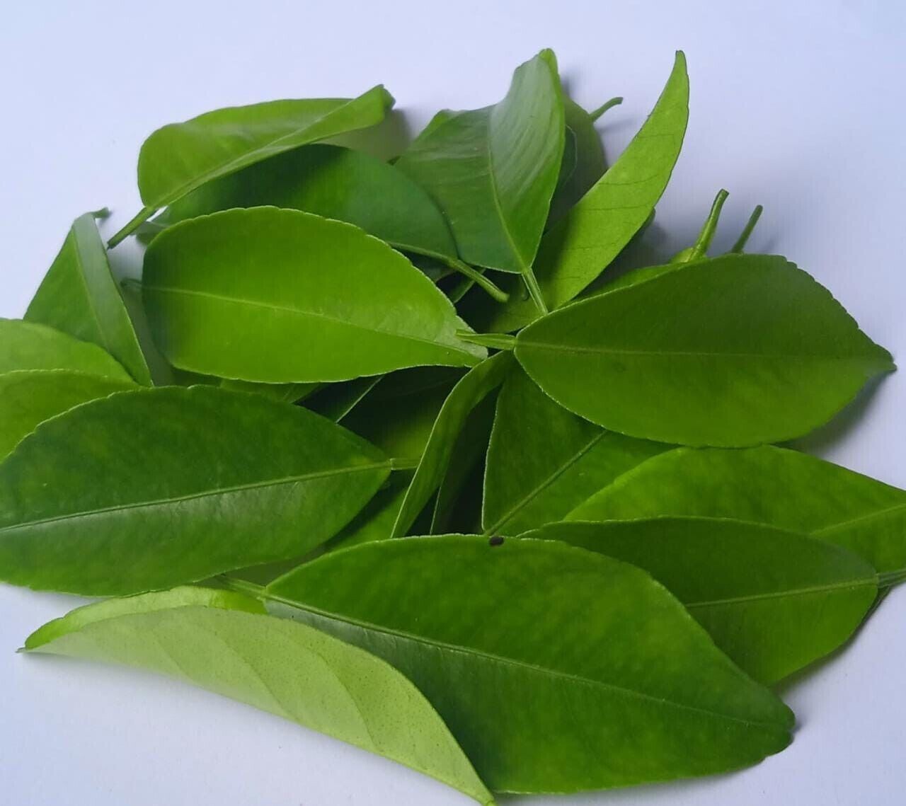 Lime Leaves Fresh Organic Ceylon Kaffir Picked Green Dried Herbal Lemon Leaf