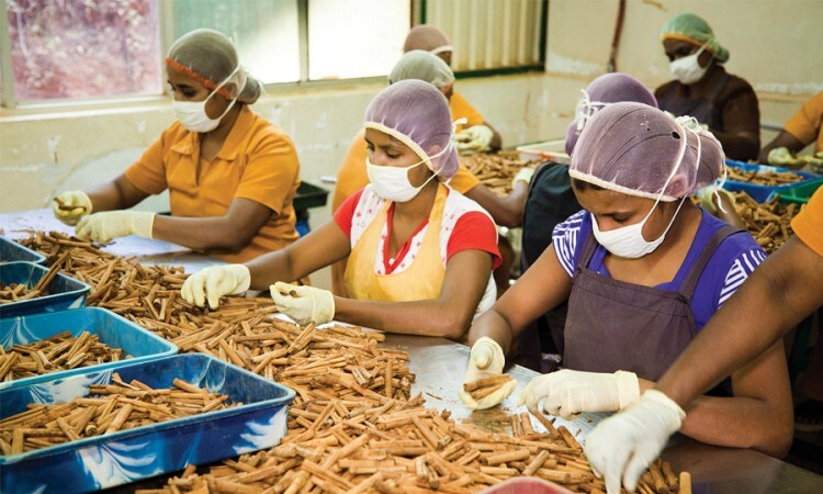High Quality Cinnamon Stick Made In Sri Lanka/ Ceylon ALBA 100% Organic Pure