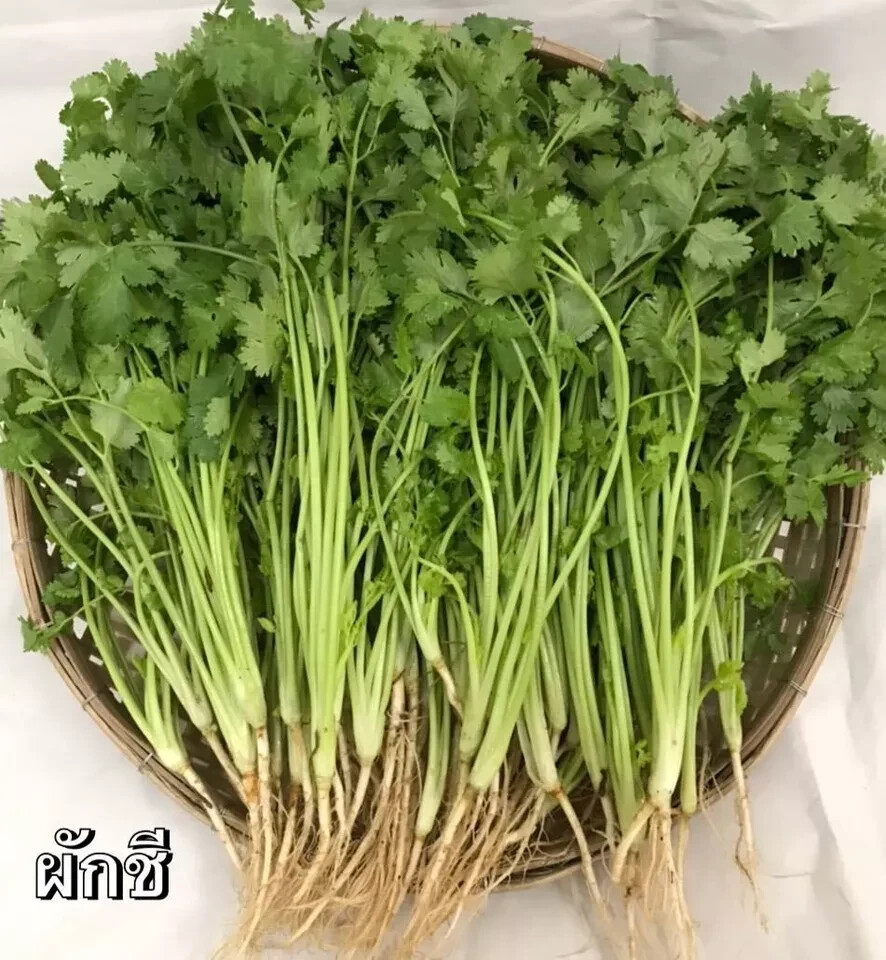 50 g Ground Coriander Root Powder No.1 Hand Brand Thai