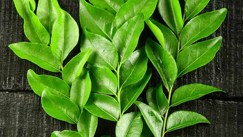 Natural Dried Curry Leaves Organic Premium Herb A Grade Quality Sri Lanka Produc