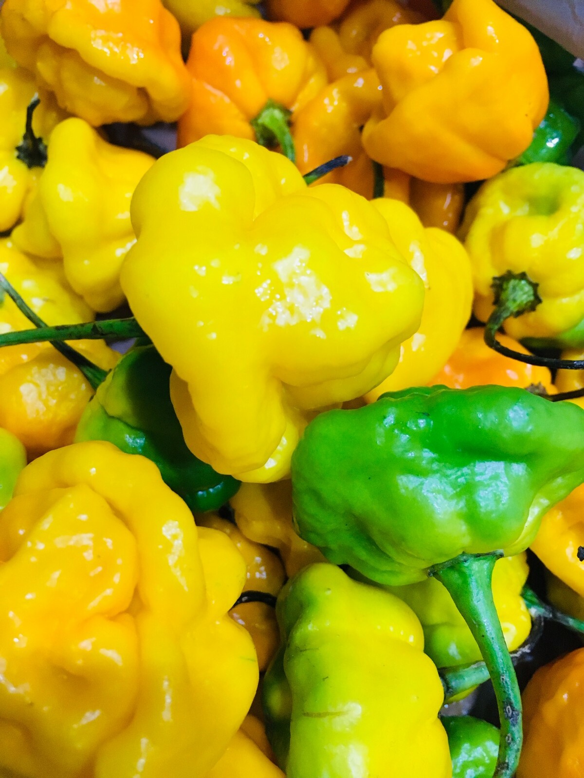 Scotch Bonnet Peppers – Fresh Whole Pods – Yellow/Green – Free Shipping SFRB