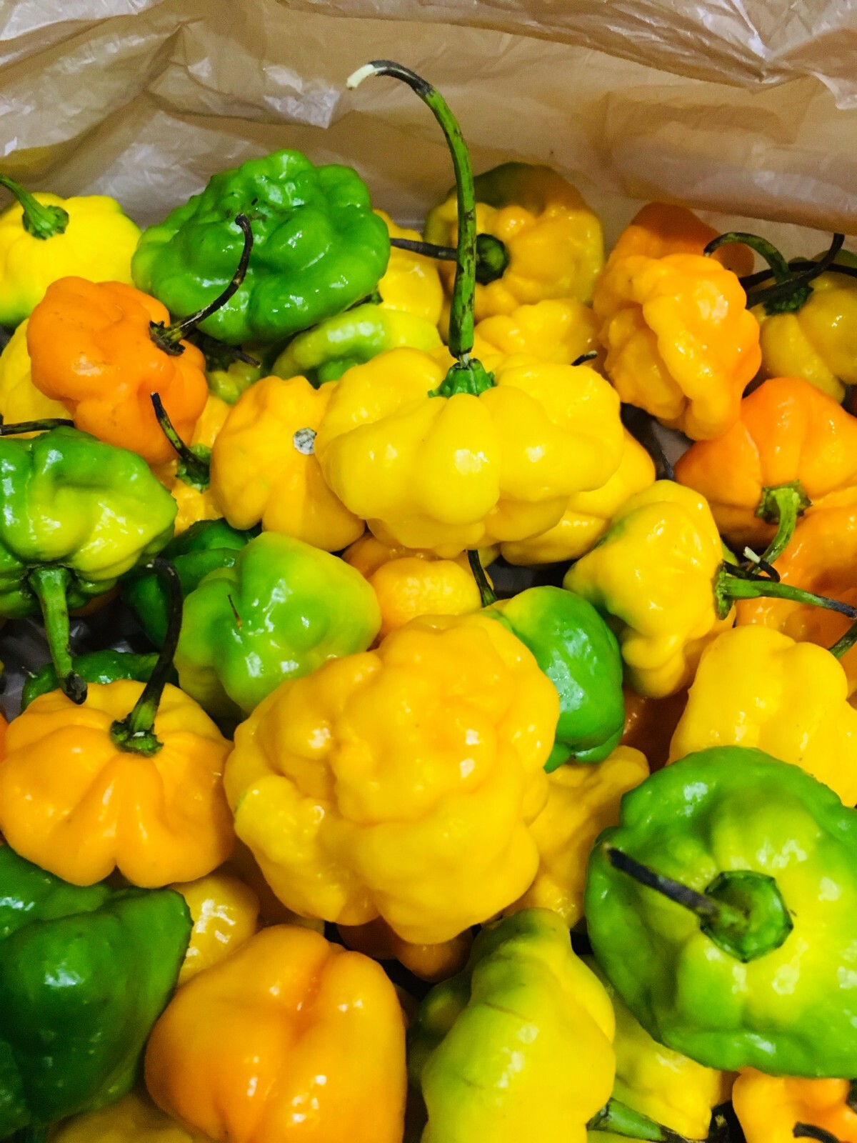 Scotch Bonnet Peppers – Fresh Whole Pods – Yellow/Green – Free Shipping SFRB