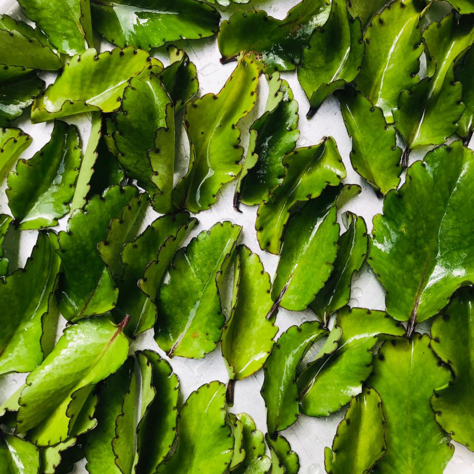 Akkapana Miracle Dried Leaves Leaf Kalanchoe Pinnata Ceylon Life Bryophyllum
