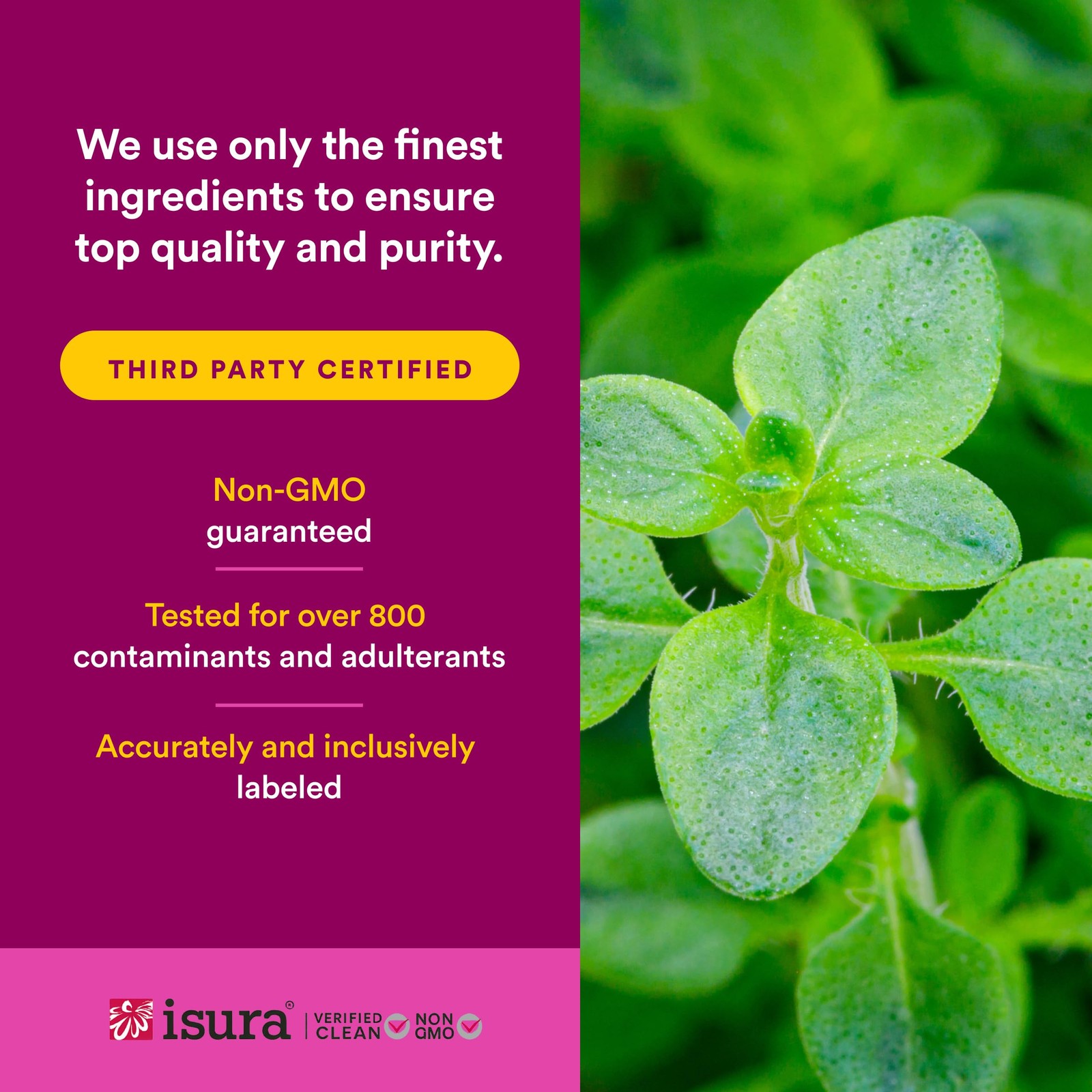 Natural Factors Oil of Oregano – Liquid Antioxidant 2 Ounce (Pack 1)