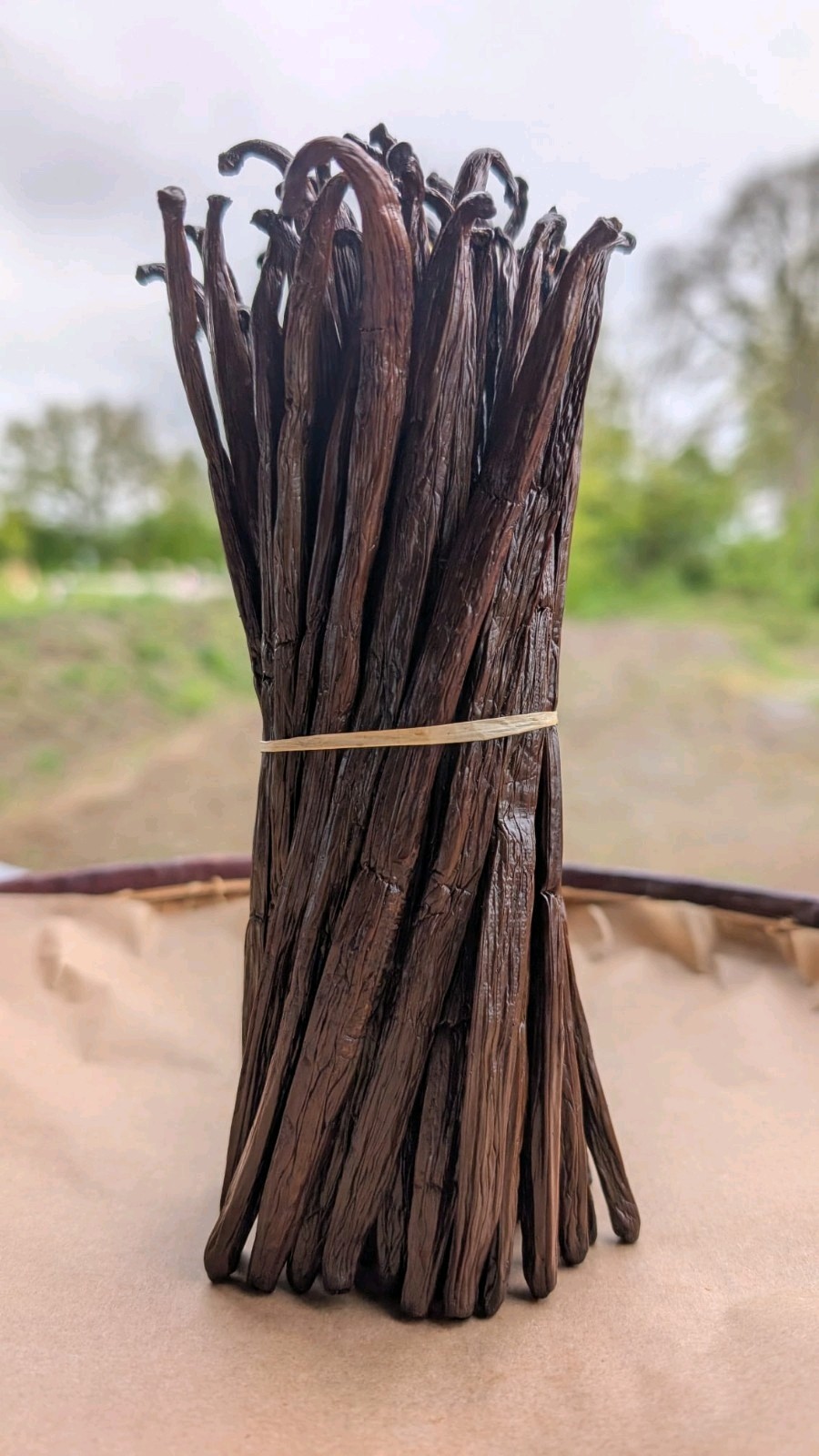 Vanilla Bean Vanilla Stick Vanilla Beans Bourbon Vanille de Madagascar 18-20cm