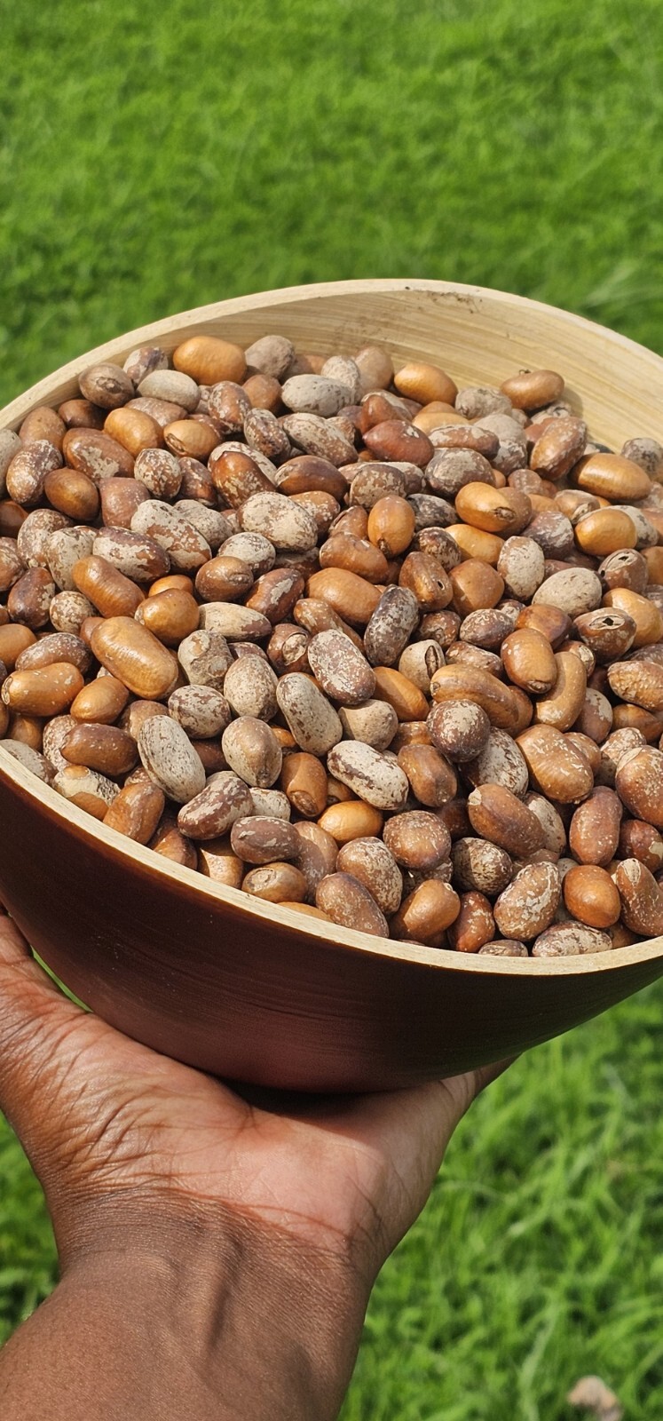 ORGANIC AFRICAN NUTMEG, EHURU, CALABASH NUTMEG, EHIRI, EFURE, MONODORA MYRISTICA
