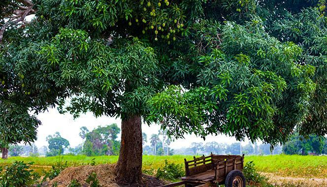 Dried Mango Leaves 100% Natural Organic Ceylon Herbal Leaves Buy 100 get 25 FREE