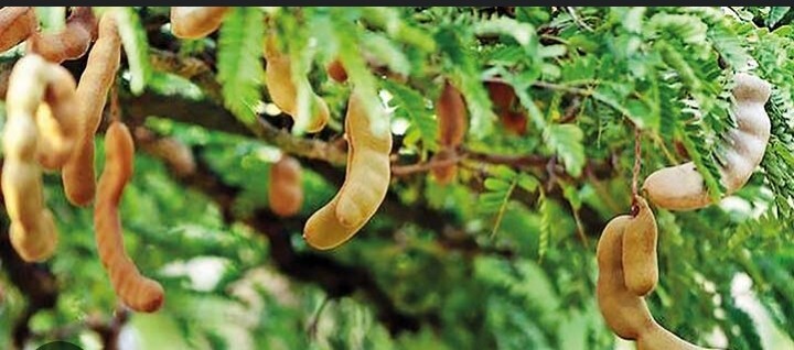 Tamarind Paste Without Seeds PREMIUM Quality organic Grade A No GMO,MSG