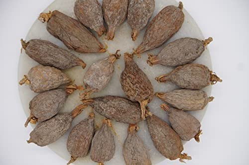 Giant Alligator Pepper Pods – 10 Count Grains of Paradise, Mbongo, Hepper Pepper